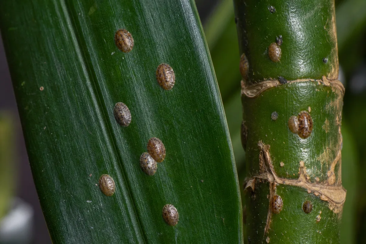 Close-up of Scale Insects on Janet Craig Dracaena - diagnostic detail