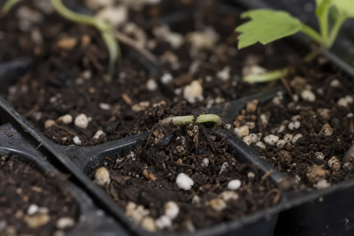 Close-up of Seedlings Falling Over on Janet Craig Dracaena - diagnostic detail