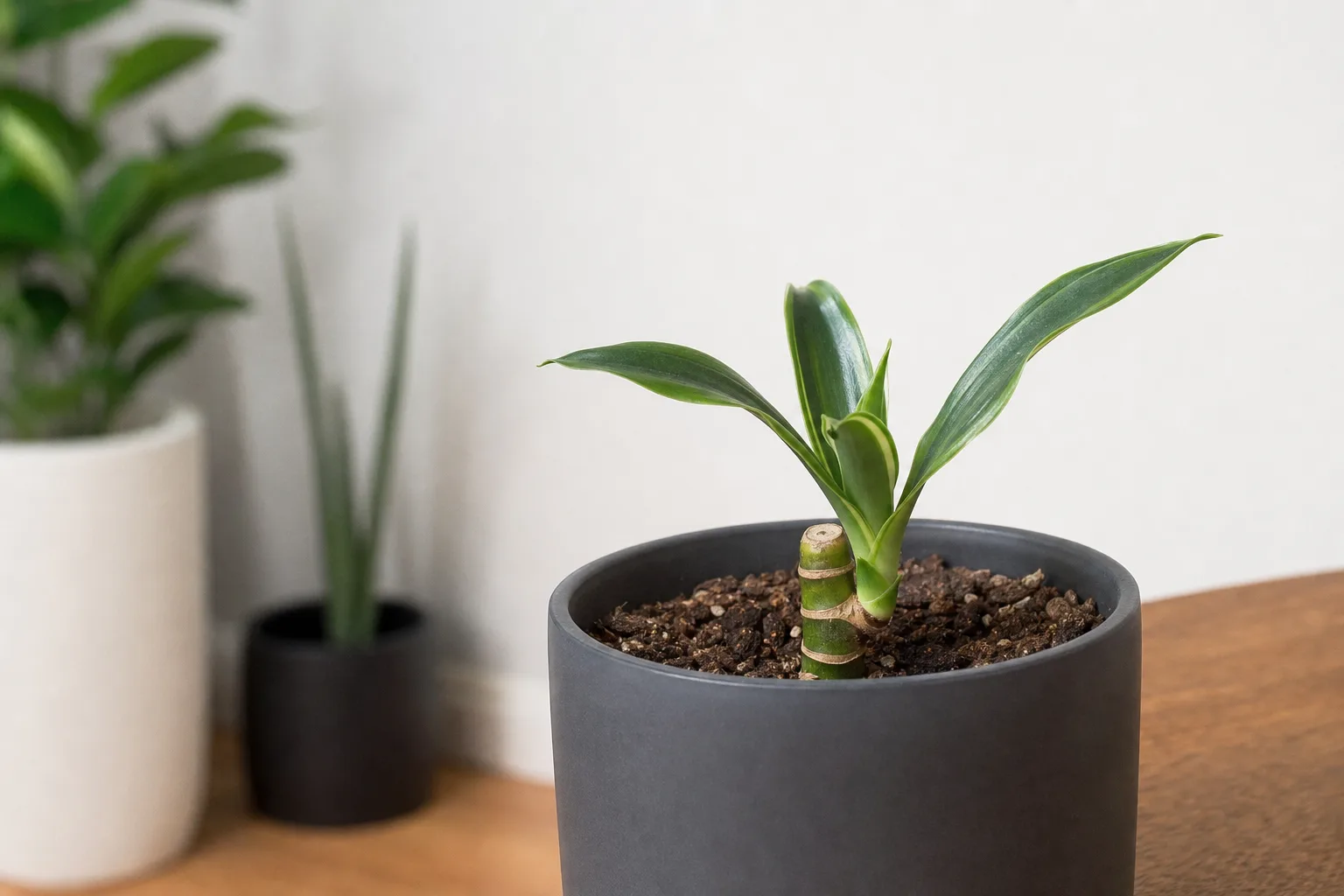 Stunted Growth on Janet Craig Dracaena - visible symptom on the plant
