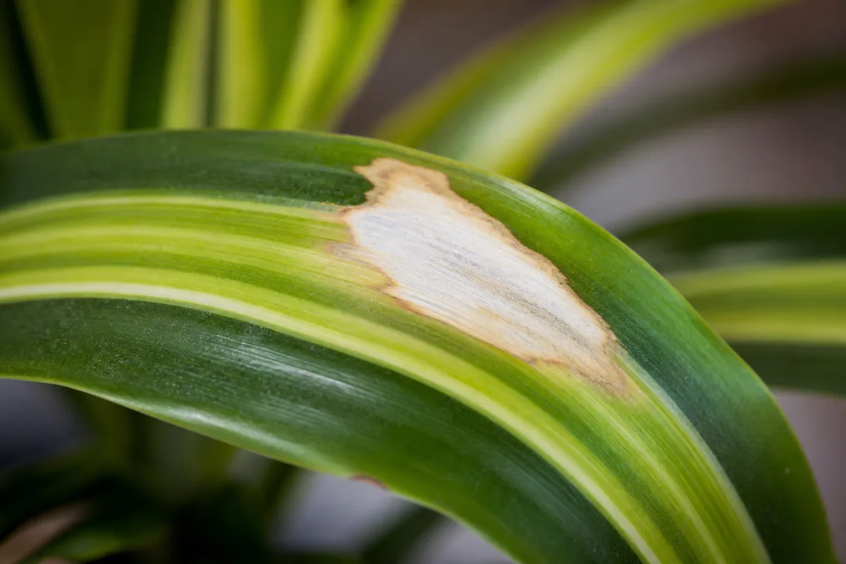 Close-up of Sunburn / Scorched Leaves on Janet Craig Dracaena - diagnostic detail
