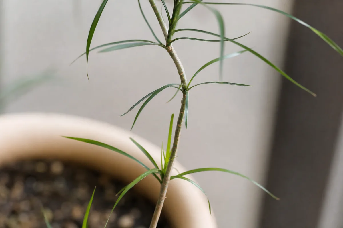 Close-up of Thin Stems on Janet Craig Dracaena - diagnostic detail