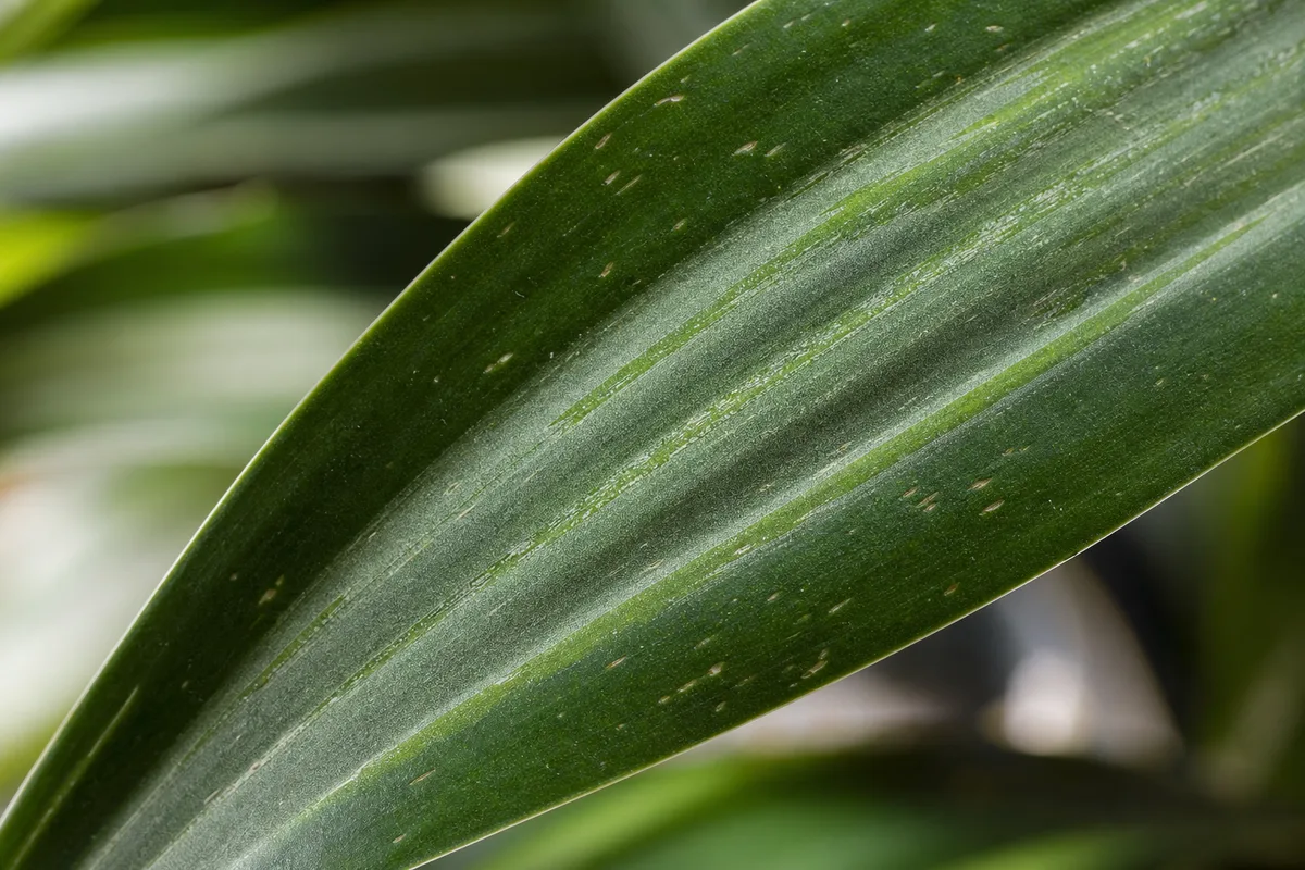 Close-up of Thrips on Janet Craig Dracaena - diagnostic detail