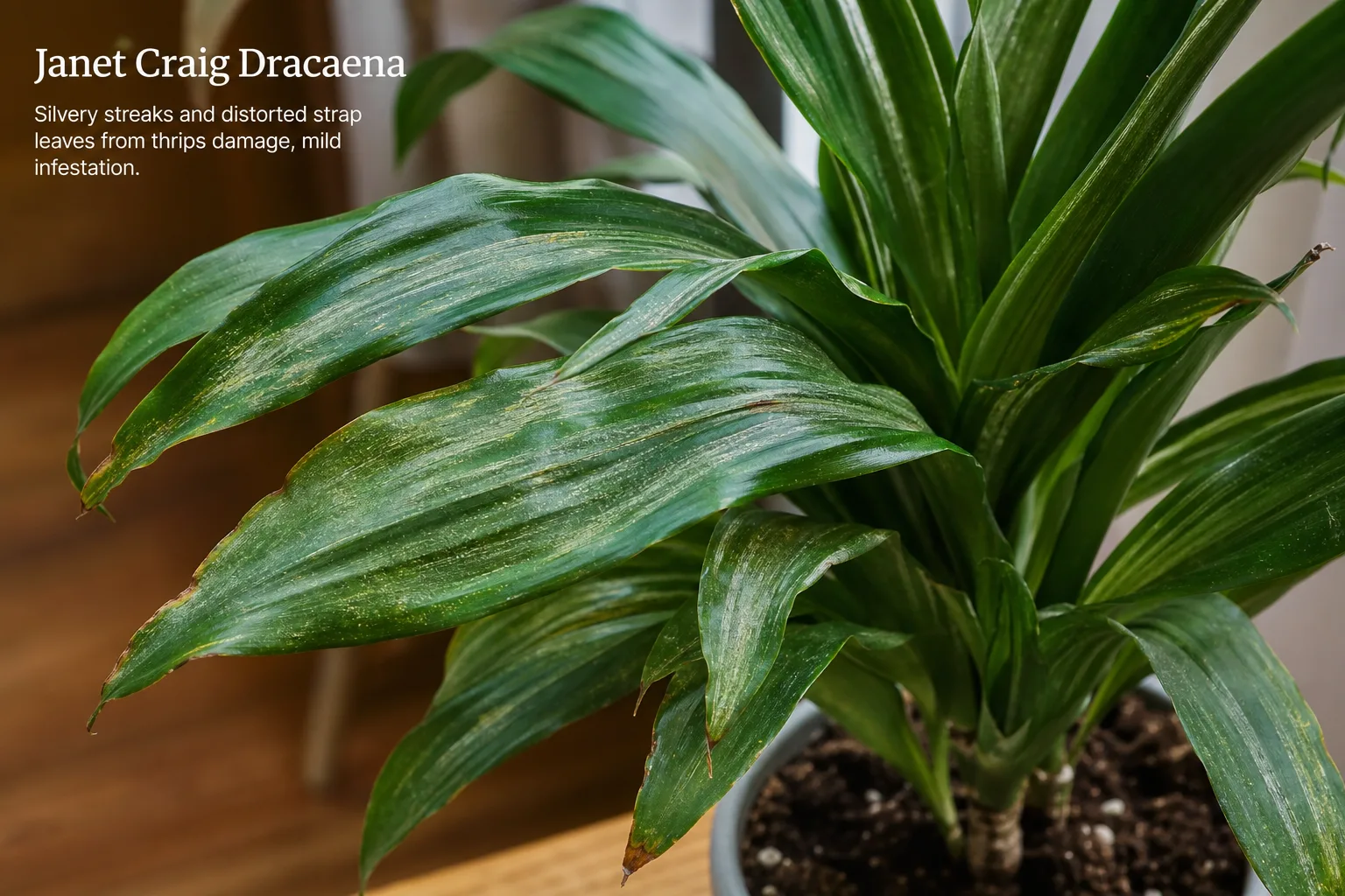 Thrips on Janet Craig Dracaena - visible symptom on the plant