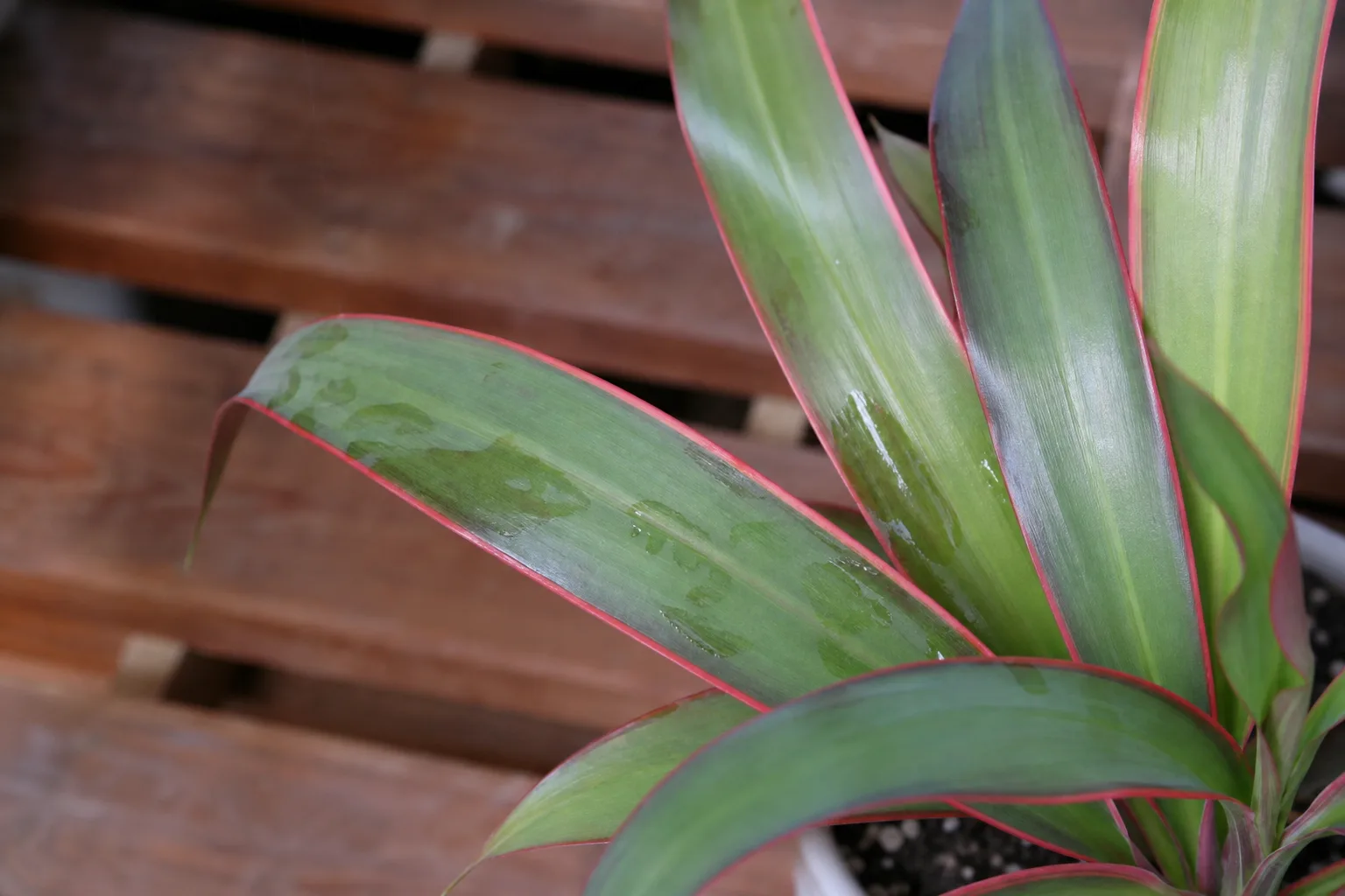 Transparent Leaves on Janet Craig Dracaena - visible symptom on the plant