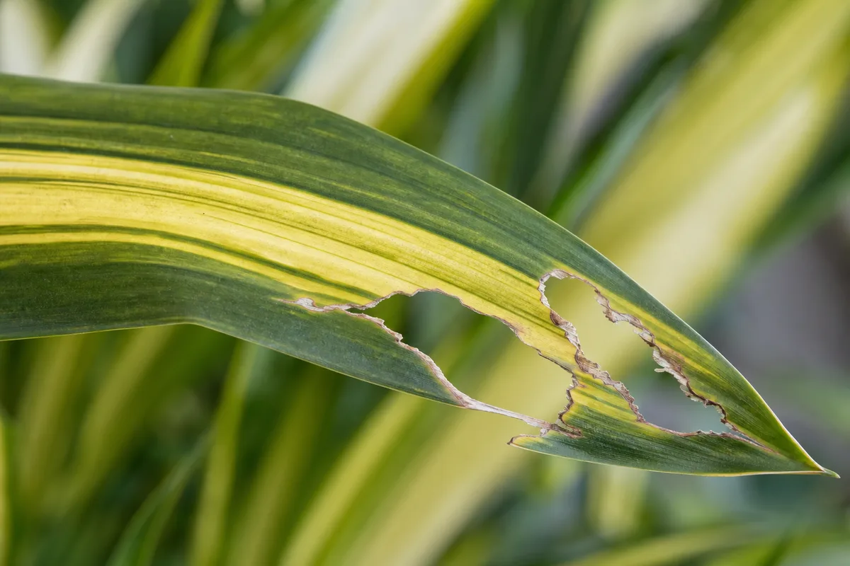Close-up of Wind Damage on Janet Craig Dracaena - diagnostic detail