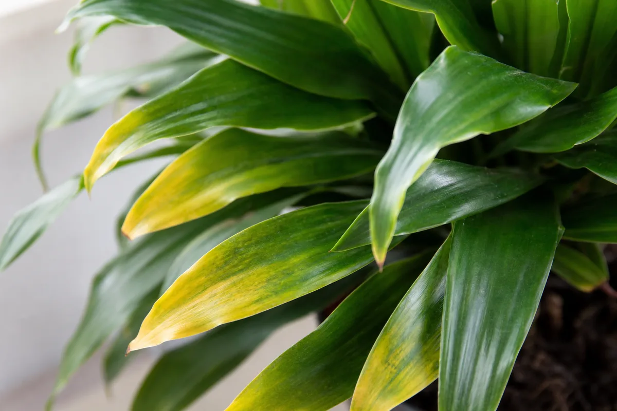 Close-up of Yellow Leaves on Janet Craig Dracaena - diagnostic detail