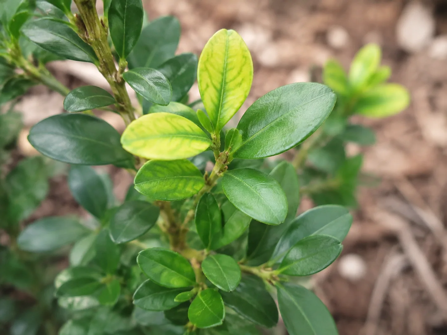 Holly leaves showing yellow tissue between greener veins, a pattern associated with iron chlorosis
