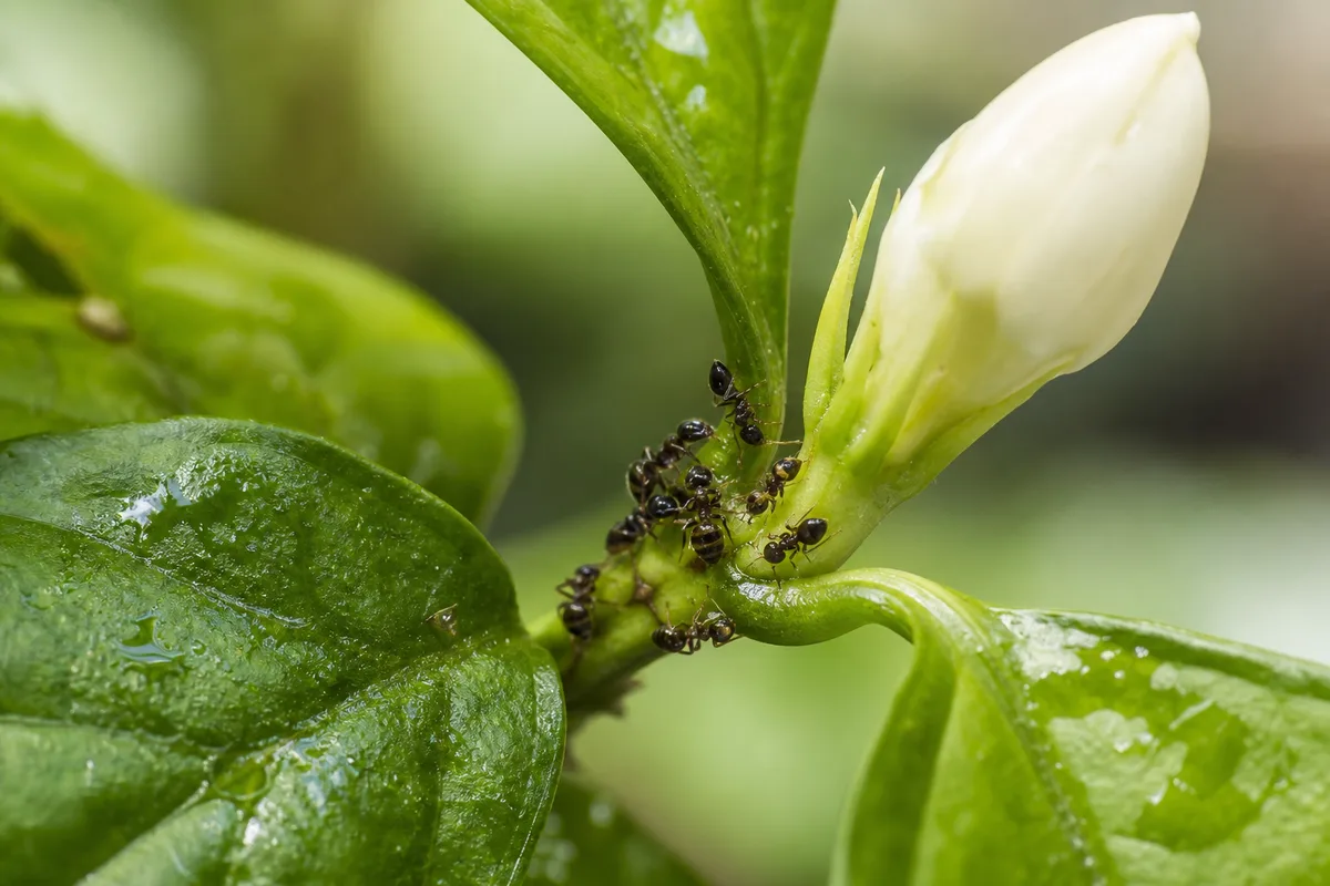 Close-up of Ants on Plant on Jasmine - diagnostic detail
