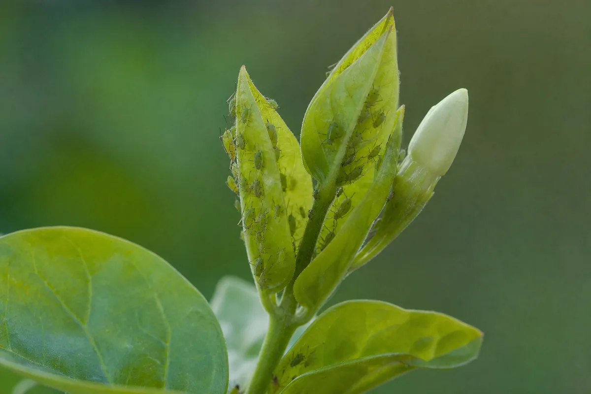 Close-up of Aphids on Jasmine - diagnostic detail