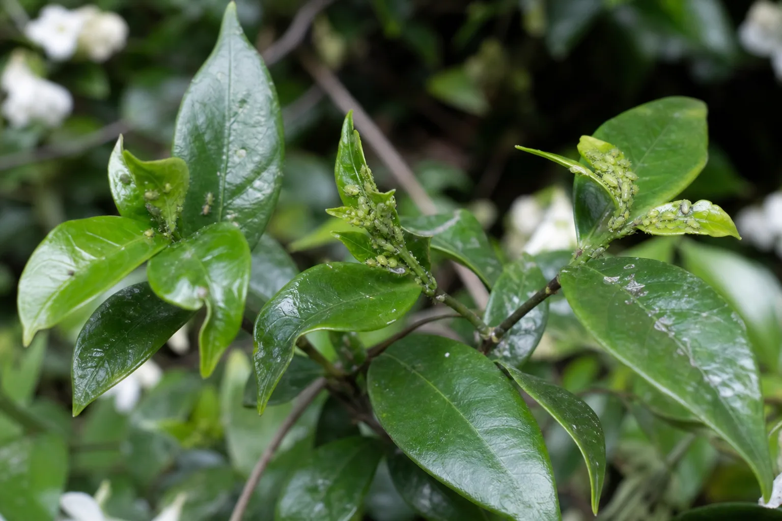 Aphids on Jasmine - visible symptom on the plant