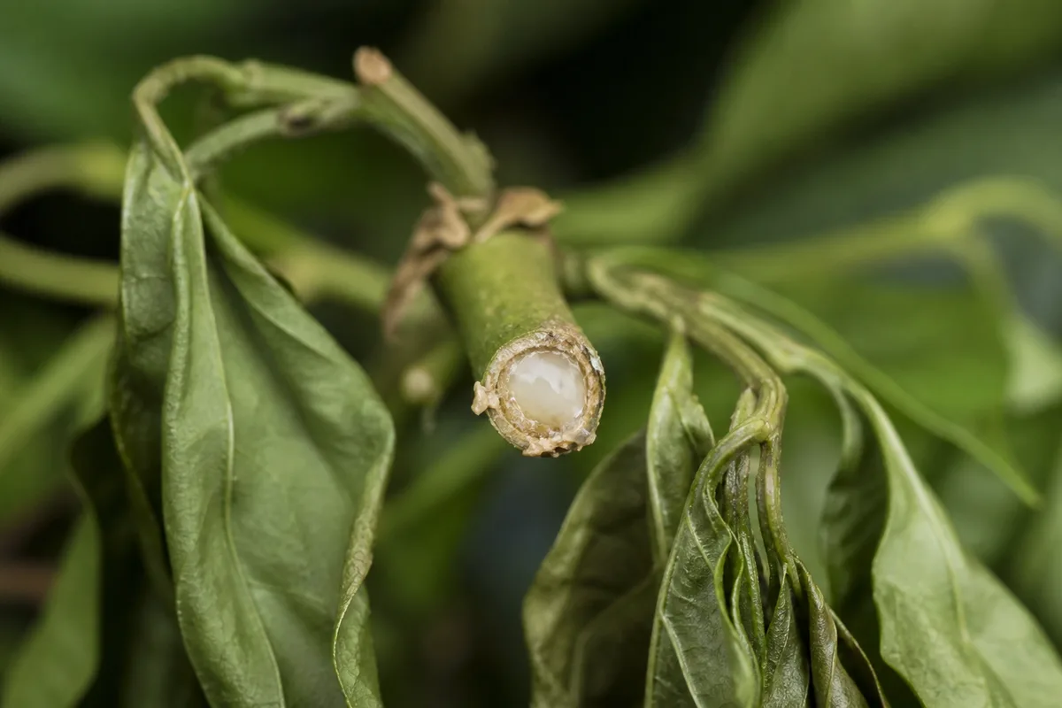 Close-up of Bacterial Wilt on Jasmine - diagnostic detail