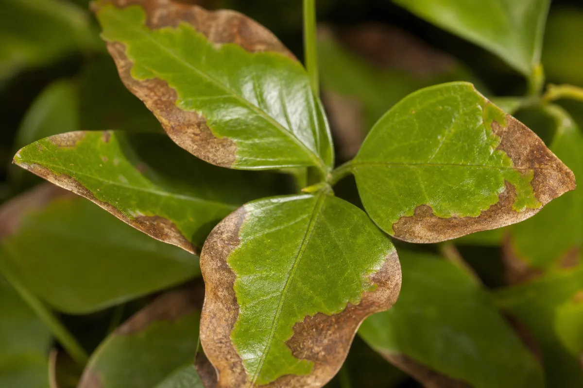 Close-up of Brown Leaves on Jasmine - diagnostic detail