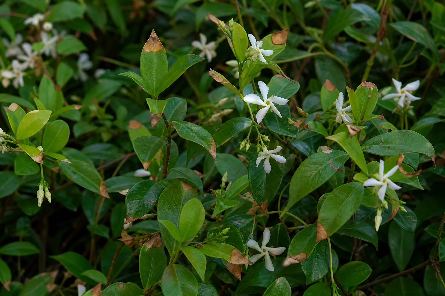 Brown Tips on Jasmine - visible symptom on the plant