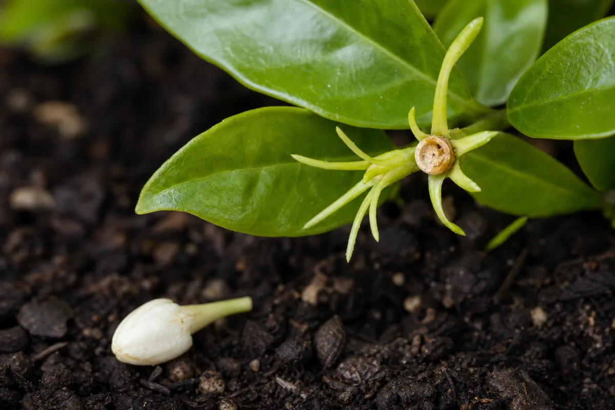 Close-up of Bud Drop on Jasmine - diagnostic detail
