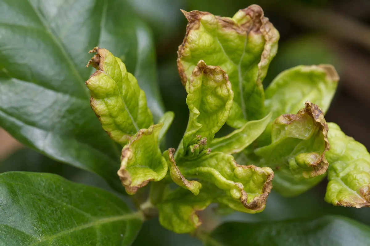 Close-up of Calcium Deficiency on Jasmine - diagnostic detail