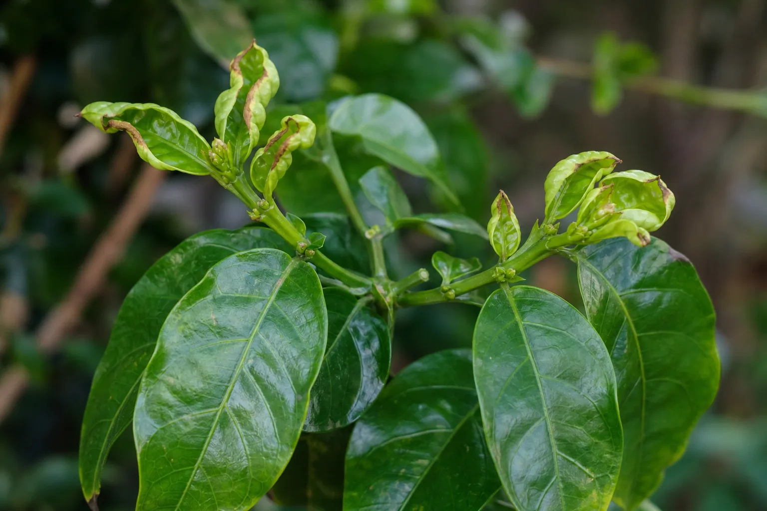 Calcium Deficiency on Jasmine - visible symptom on the plant