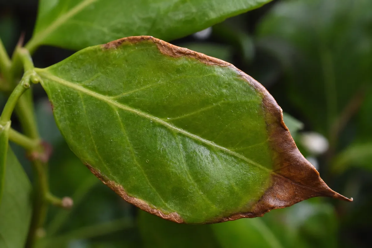 Close-up of Crispy Leaves on Jasmine - diagnostic detail