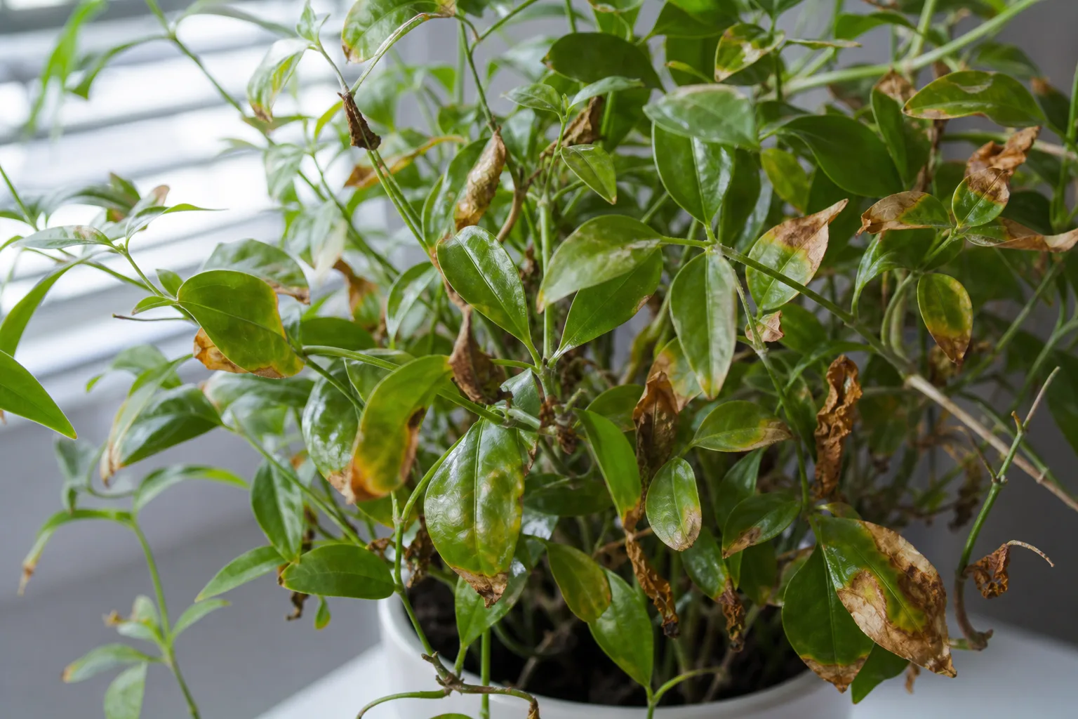 Crispy Leaves on Jasmine - visible symptom on the plant