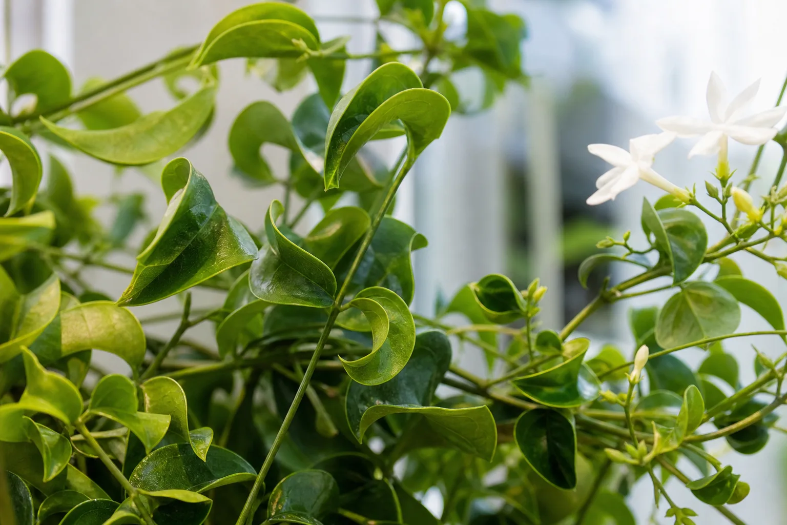 Curling Leaves on Jasmine - visible symptom on the plant