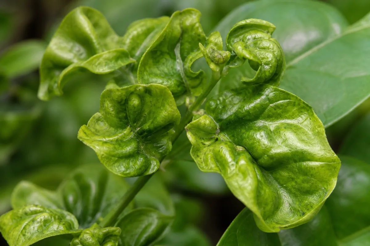 Close-up of Distorted Leaves on Jasmine - diagnostic detail