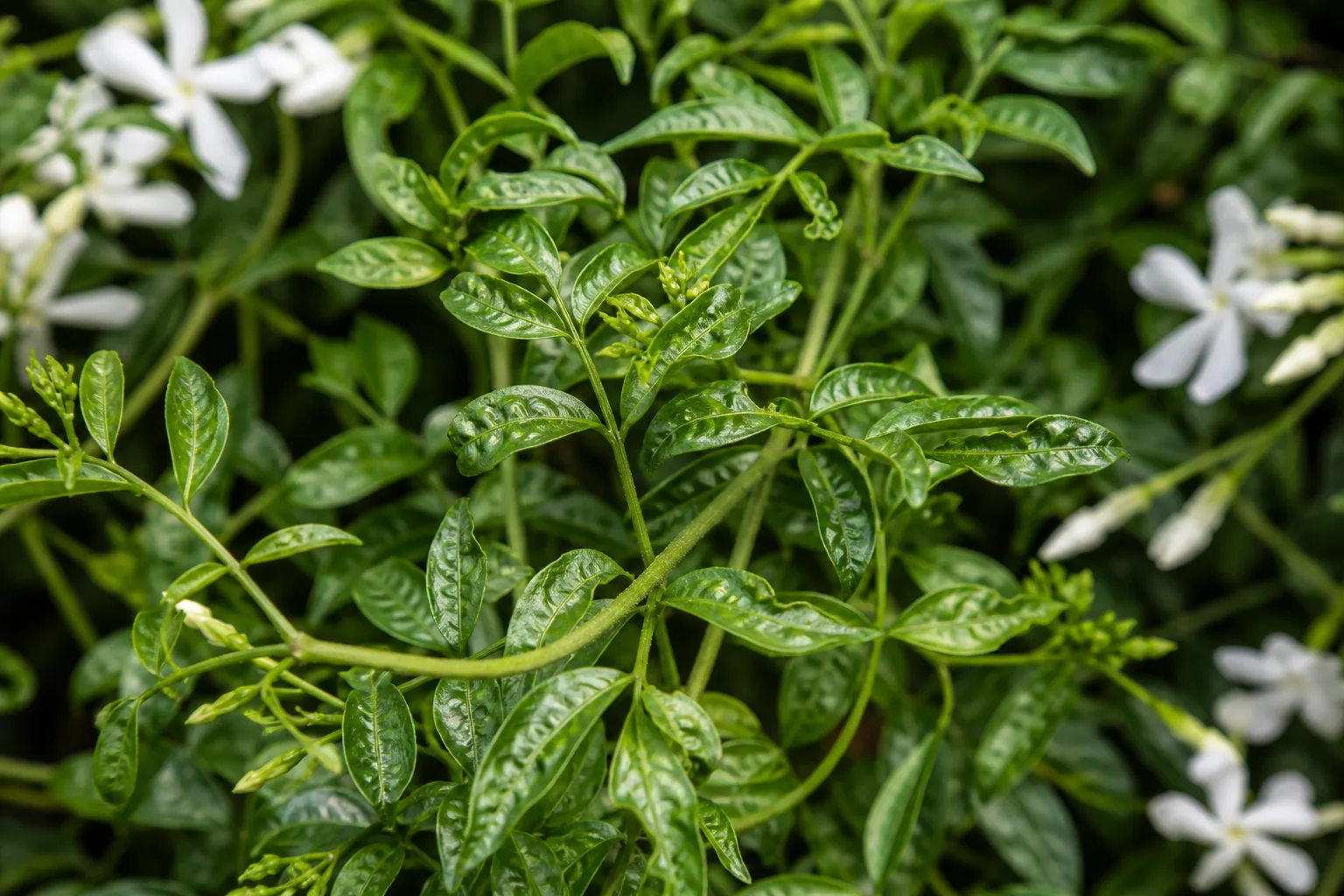 Distorted Leaves on Jasmine - visible symptom on the plant