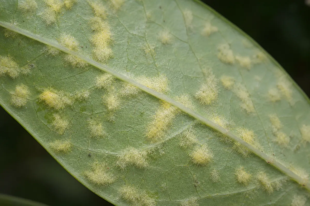 Close-up of Downy Mildew on Jasmine - diagnostic detail
