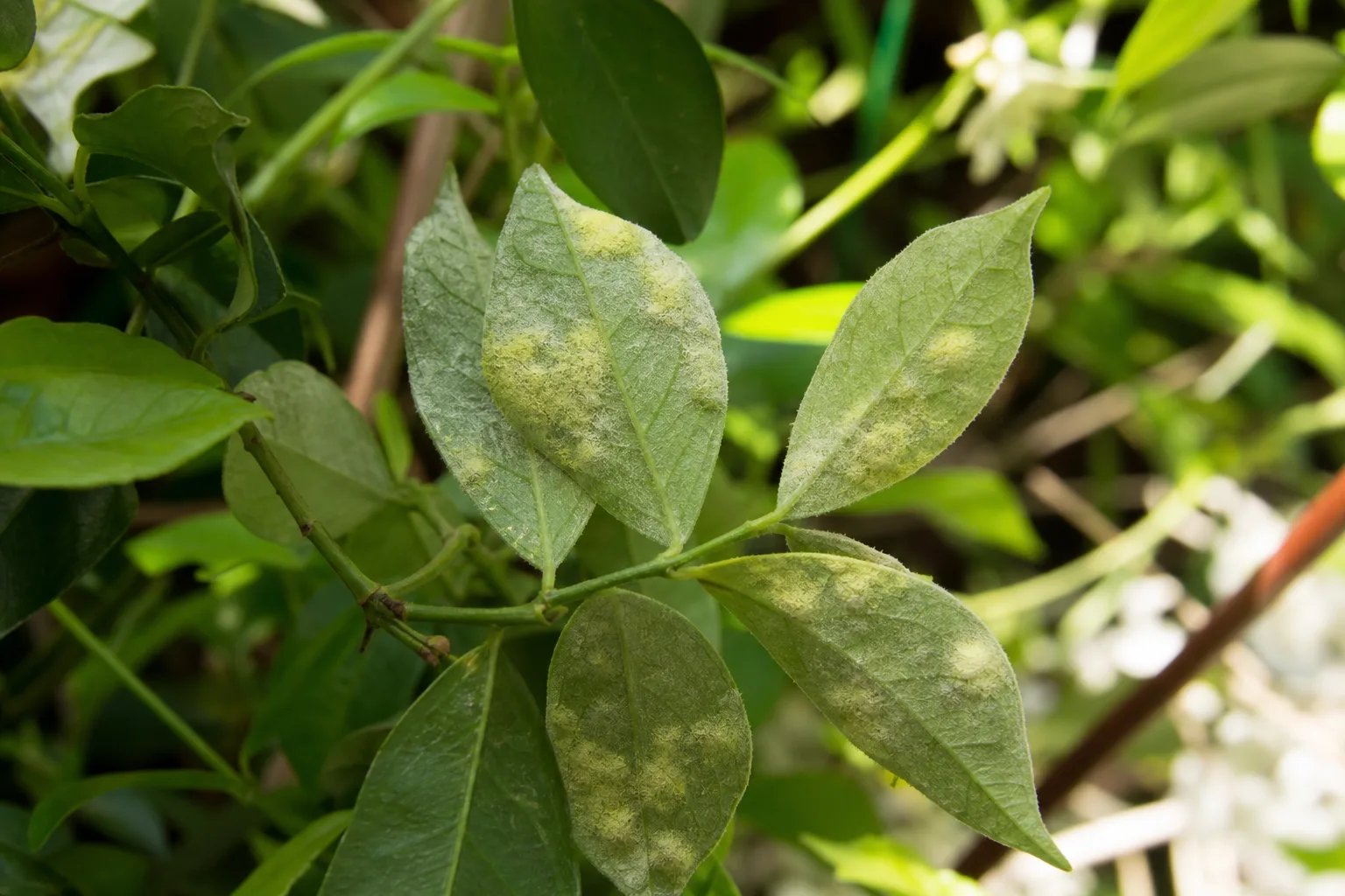 Downy Mildew on Jasmine - visible symptom on the plant