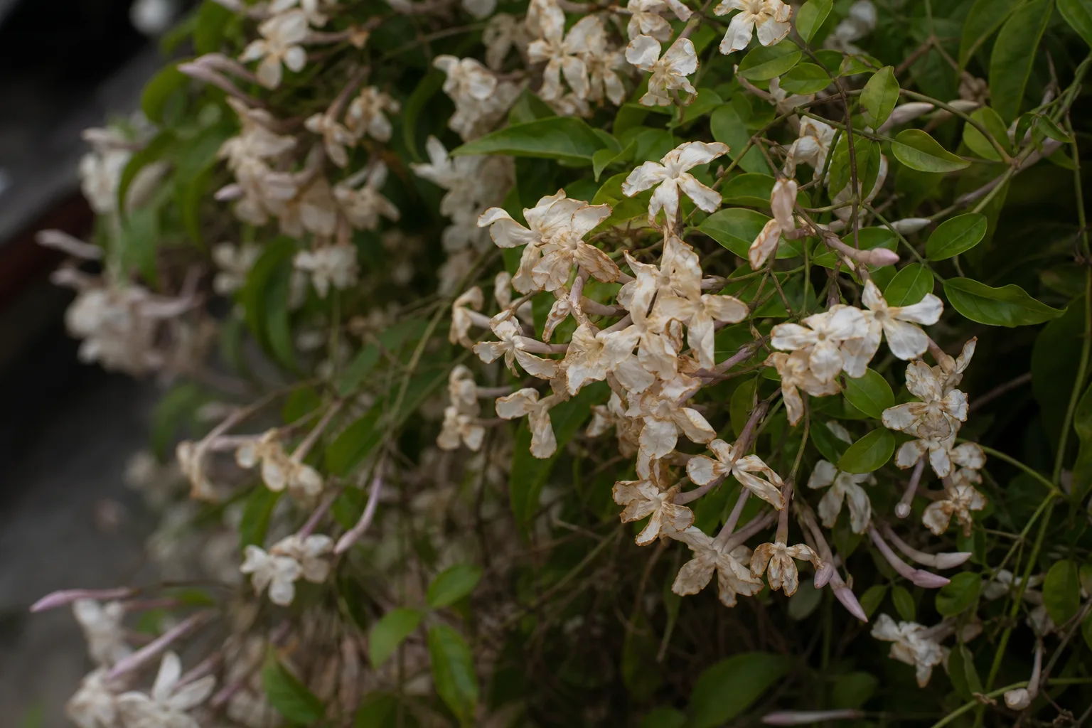 Faded Flowers on Jasmine - visible symptom on the plant