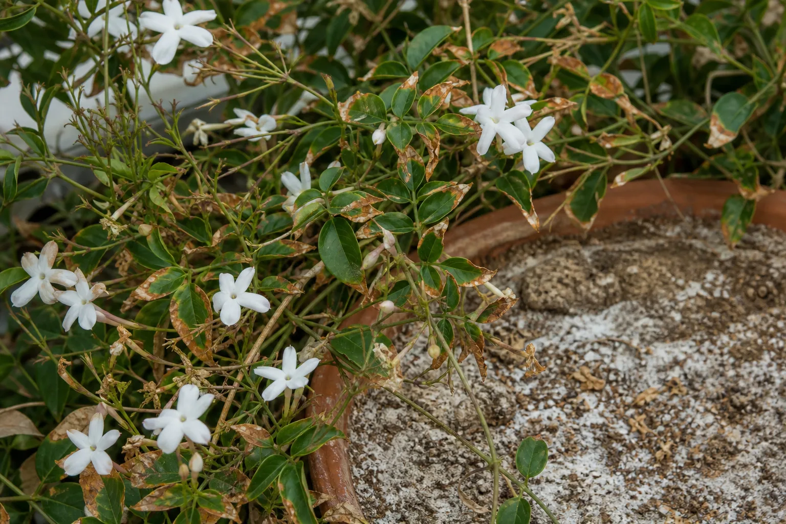 Fertilizer Burn on Jasmine - visible symptom on the plant