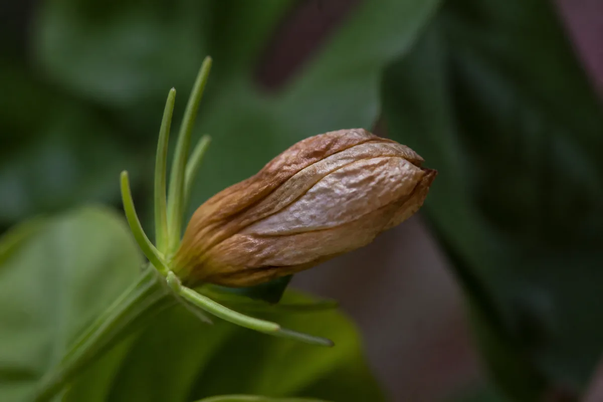 Close-up of Flowers Turning Brown on Jasmine - diagnostic detail