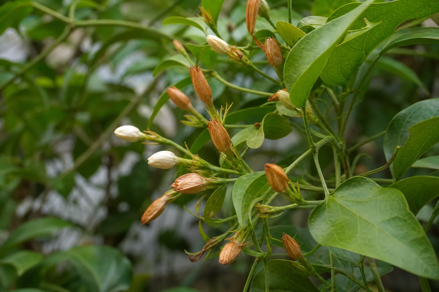 Flowers Turning Brown on Jasmine - visible symptom on the plant