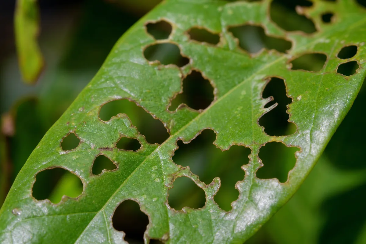 Close-up of Holes in Leaves on Jasmine - diagnostic detail