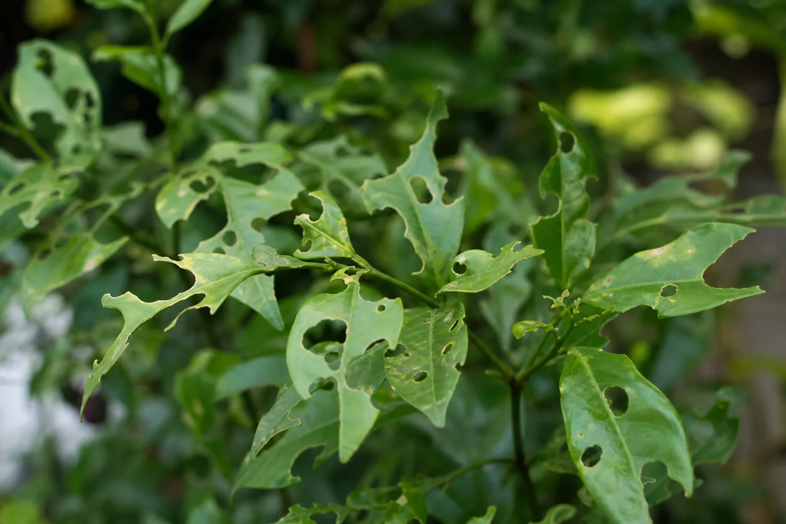 Holes in Leaves on Jasmine - visible symptom on the plant