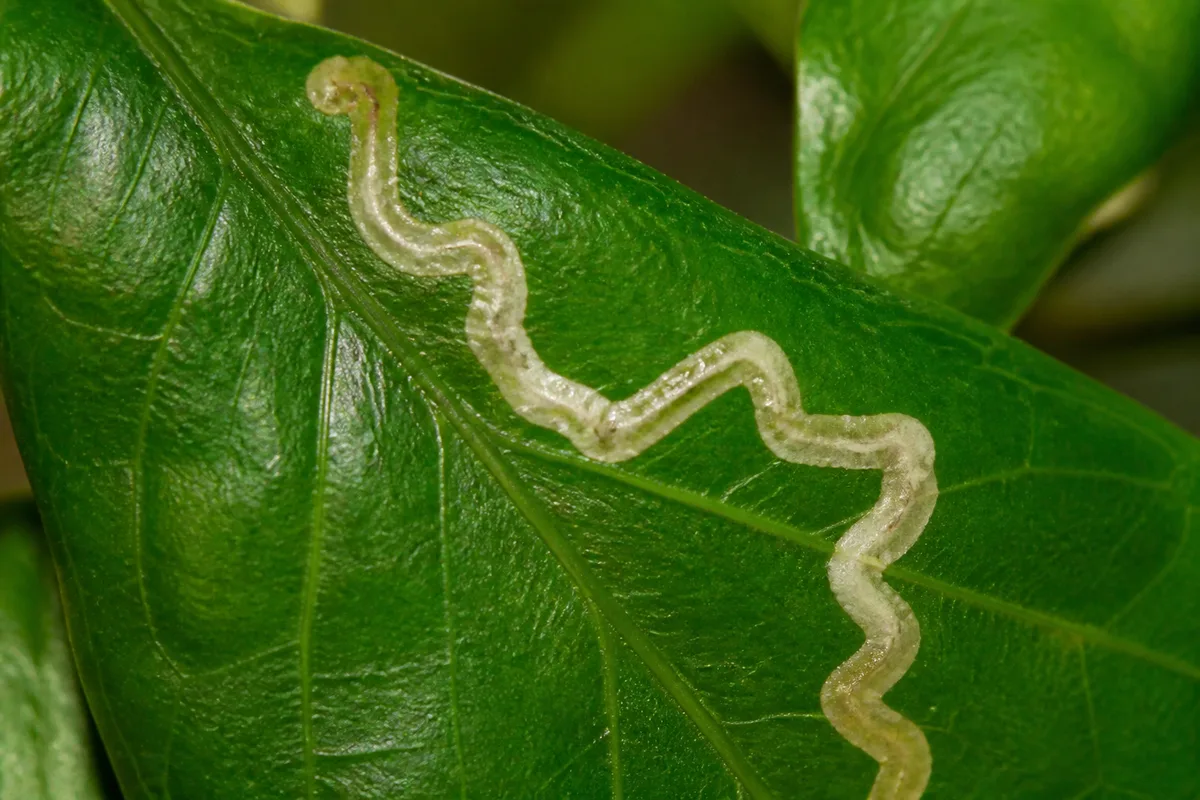 Close-up of Leaf Miners on Jasmine - diagnostic detail