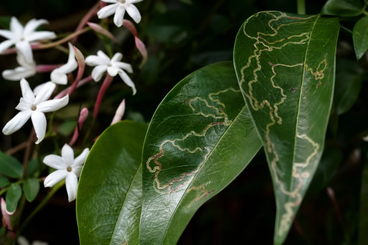 Leaf Miners on Jasmine - visible symptom on the plant