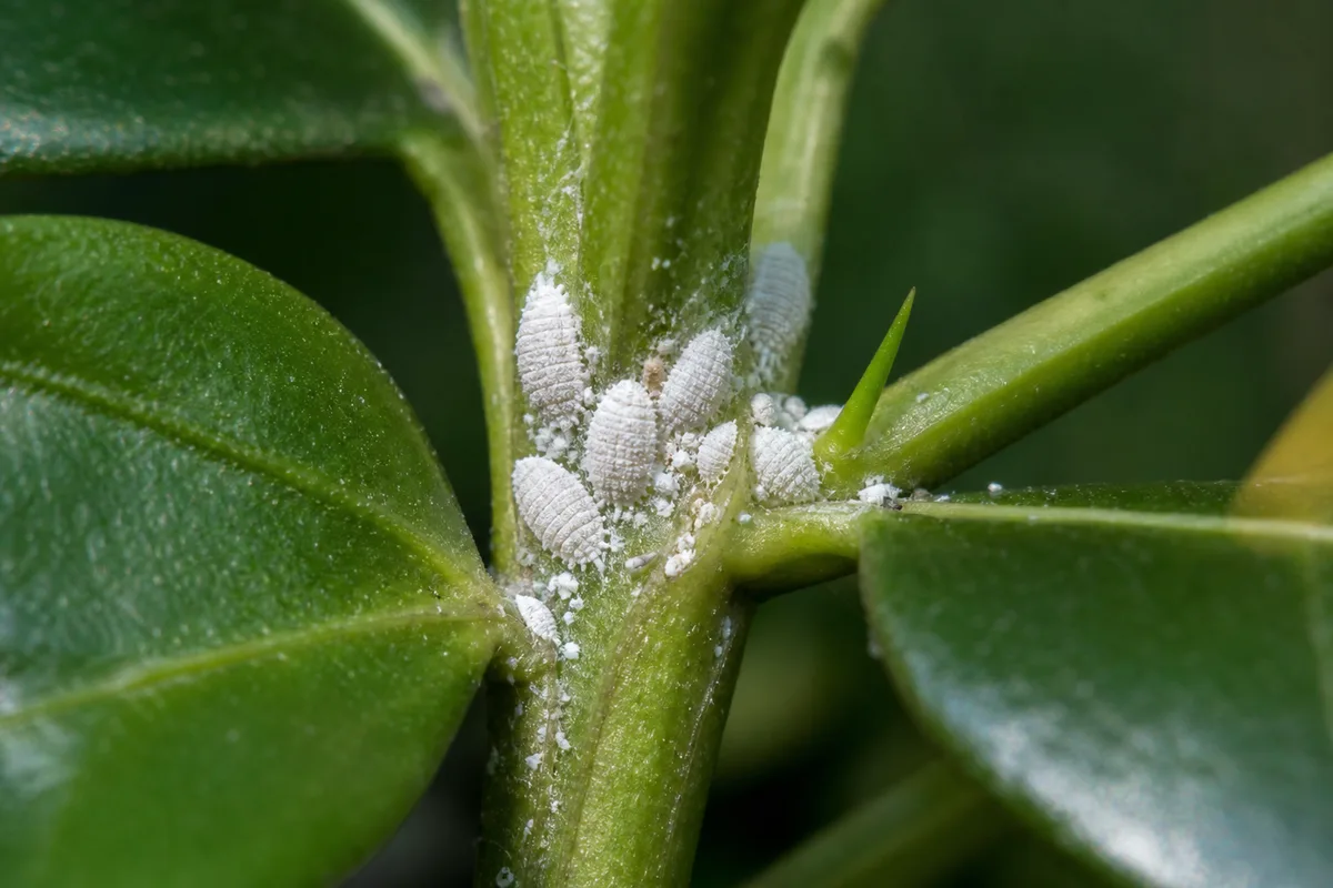 Close-up of Mealybugs on Jasmine - diagnostic detail