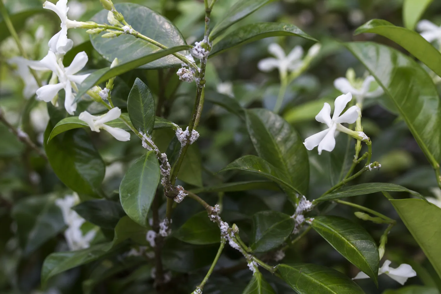 Mealybugs on Jasmine - visible symptom on the plant