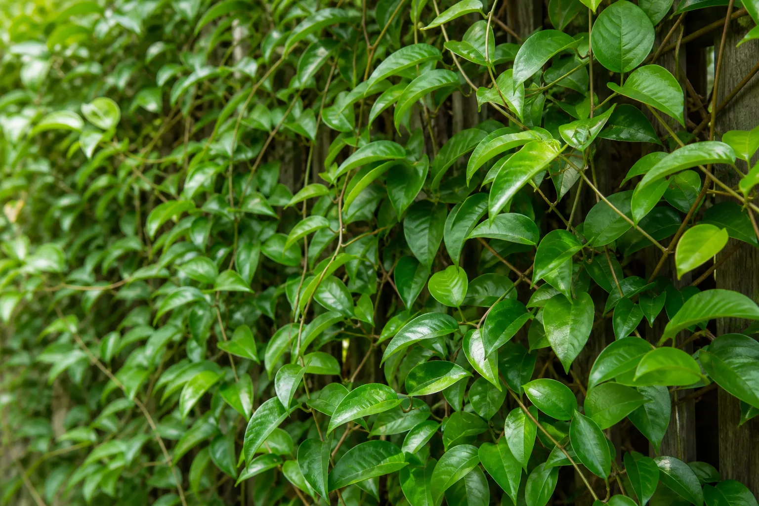 No Flowers on Jasmine - visible symptom on the plant