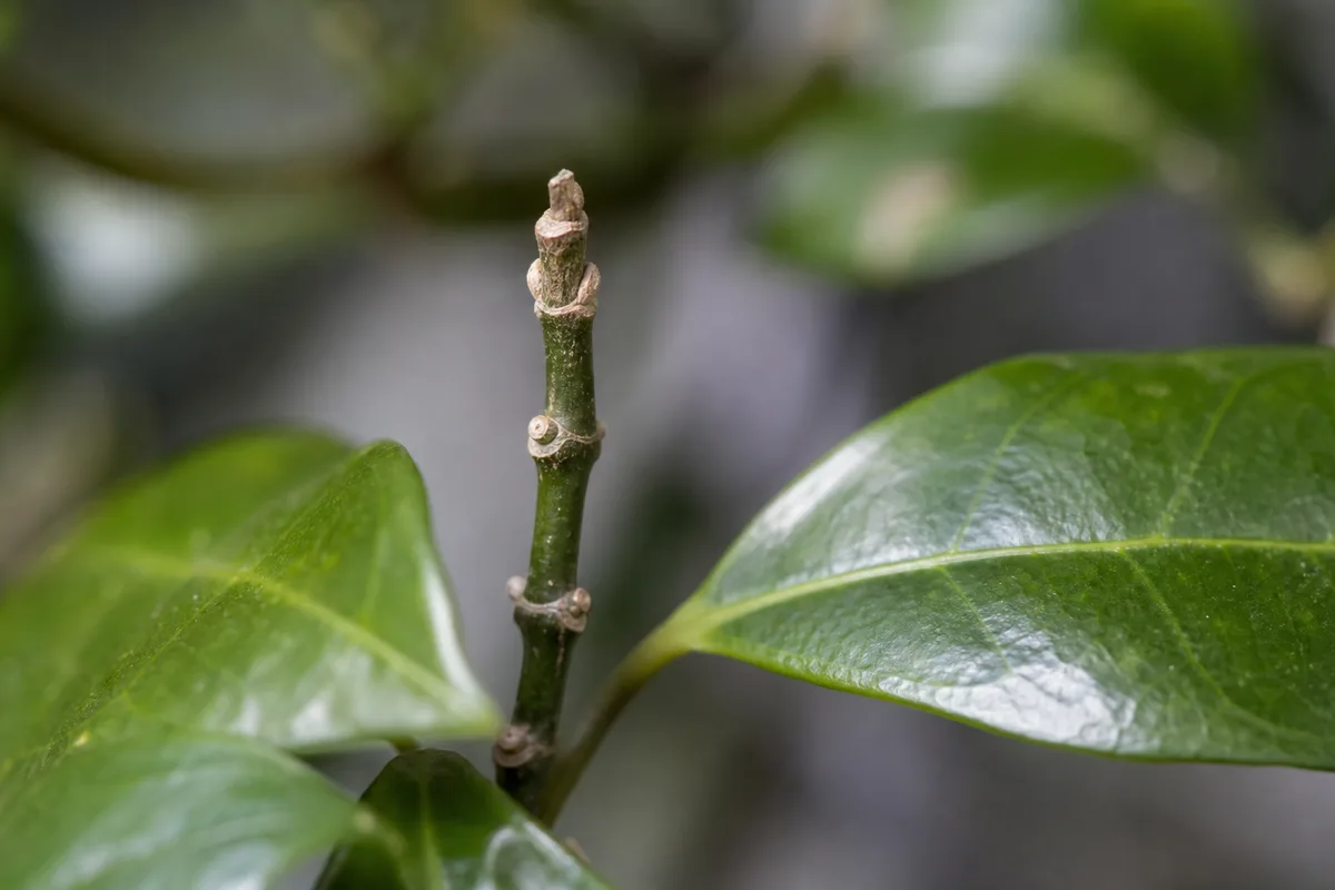 Close-up of No New Growth on Jasmine - diagnostic detail