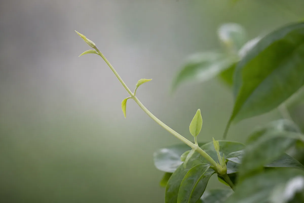 Close-up of Not Enough Light on Jasmine - diagnostic detail