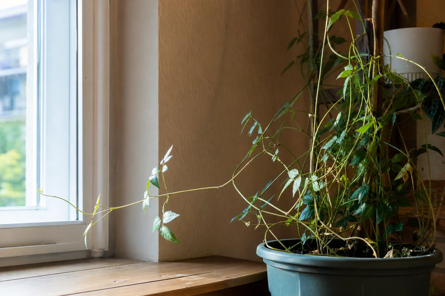 Not Enough Light on Jasmine - visible symptom on the plant