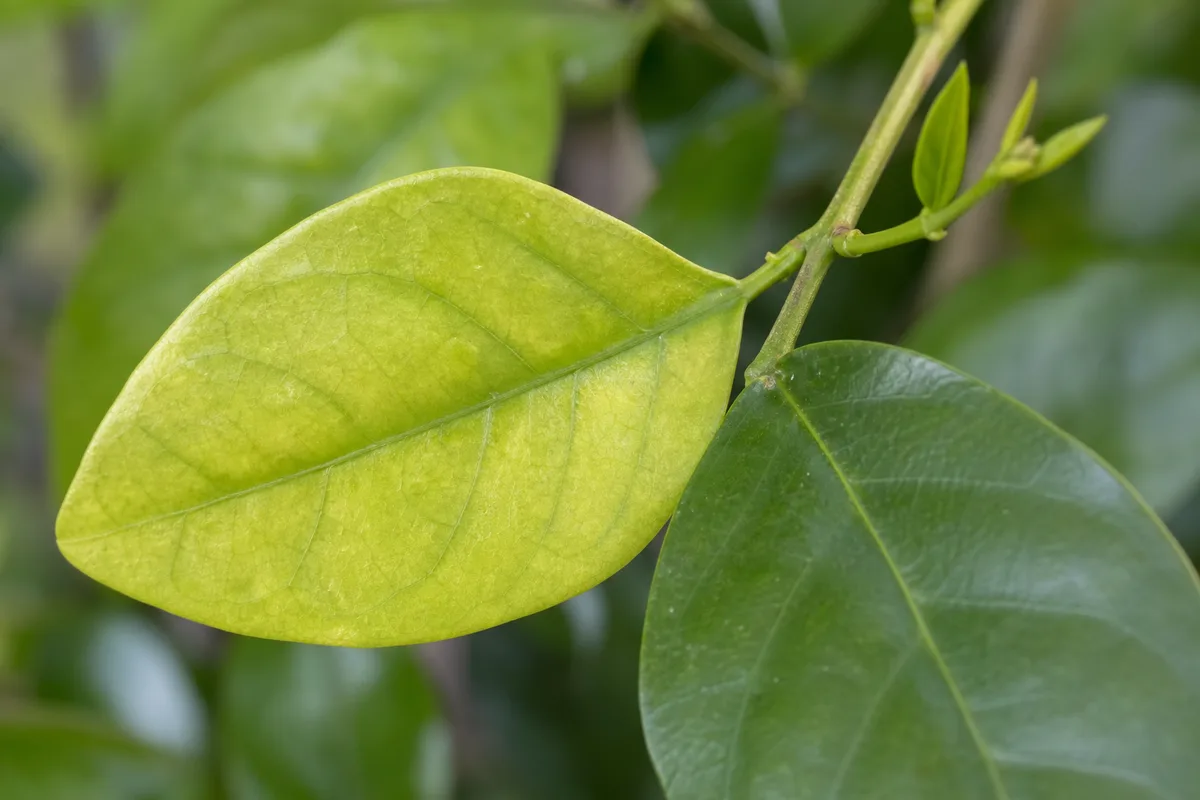 Close-up of Pale Leaves on Jasmine - diagnostic detail