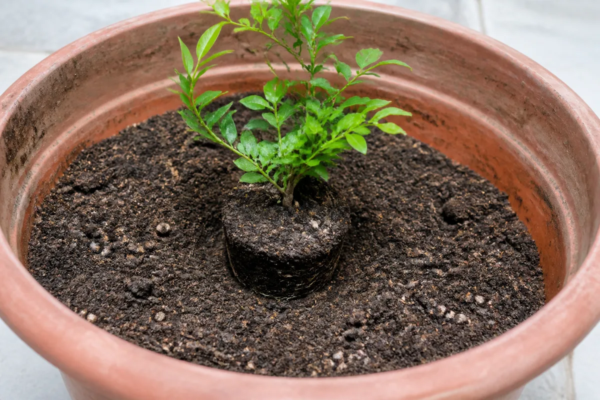 Close-up of Pot Too Large on Jasmine - diagnostic detail