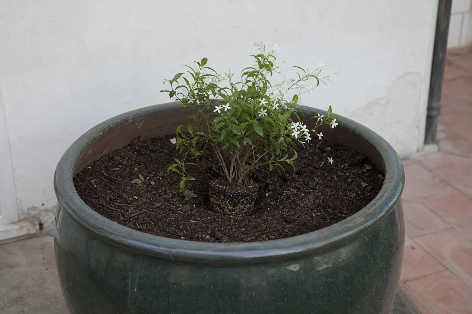 Pot Too Large on Jasmine - visible symptom on the plant