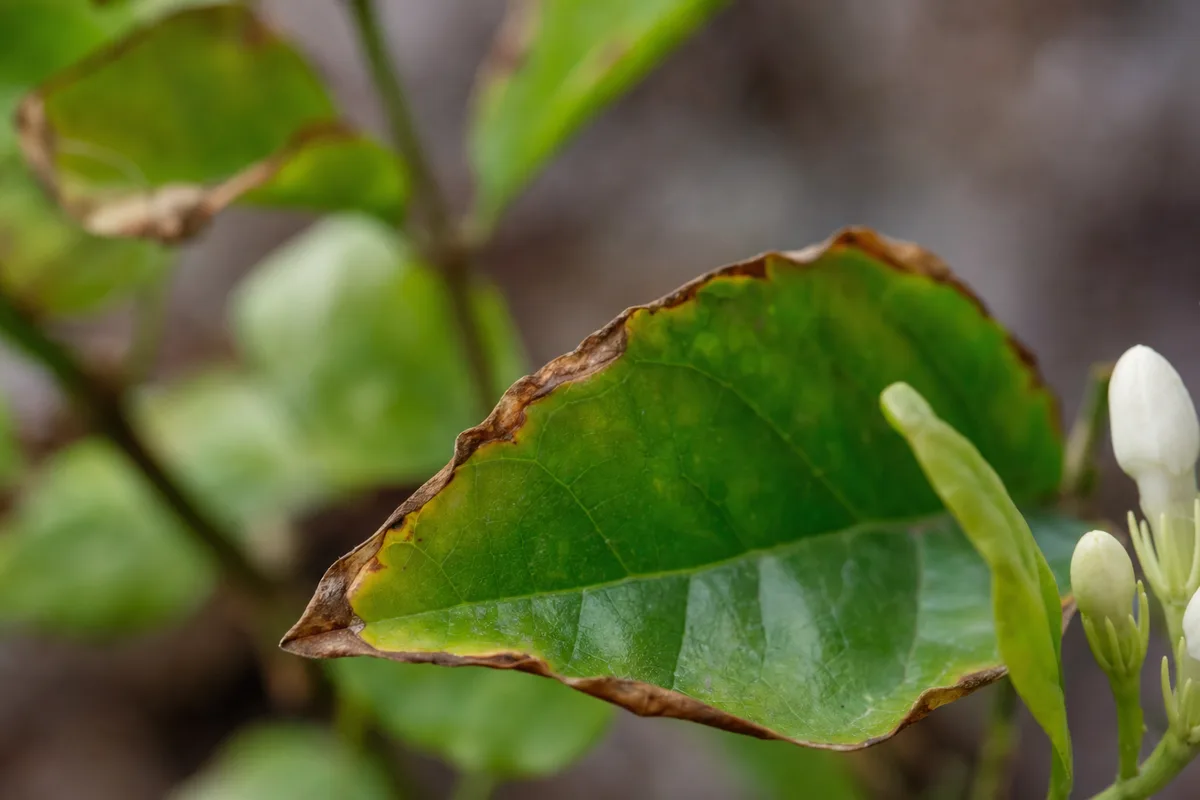 Close-up of Potassium Deficiency on Jasmine - diagnostic detail