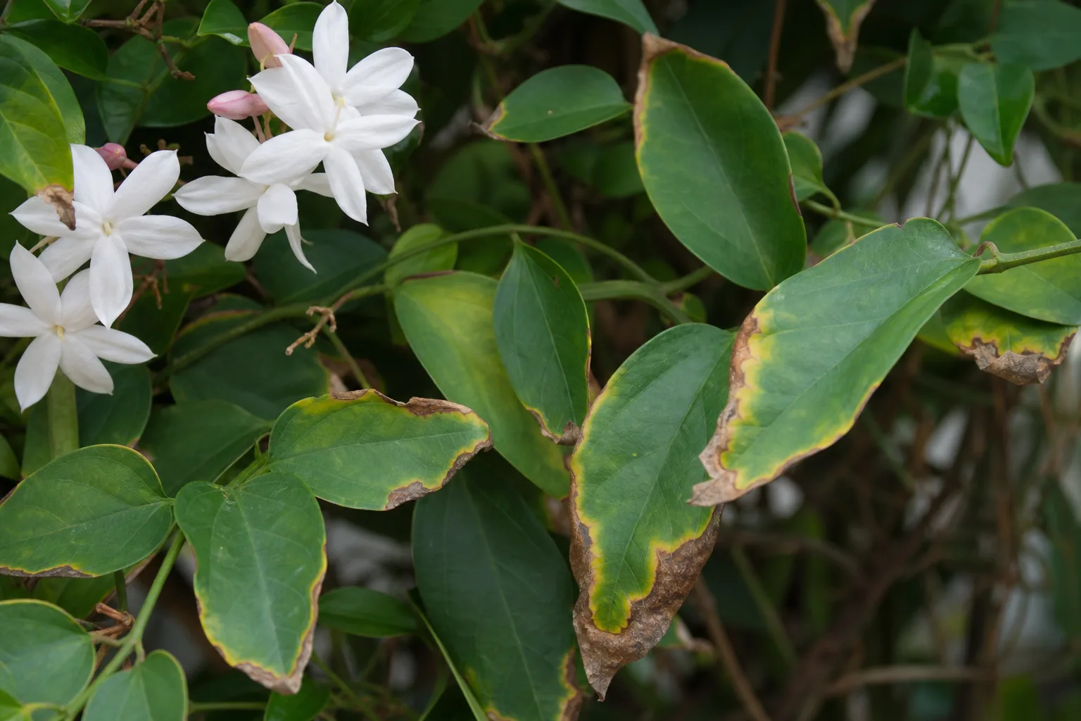 Potassium Deficiency on Jasmine - visible symptom on the plant