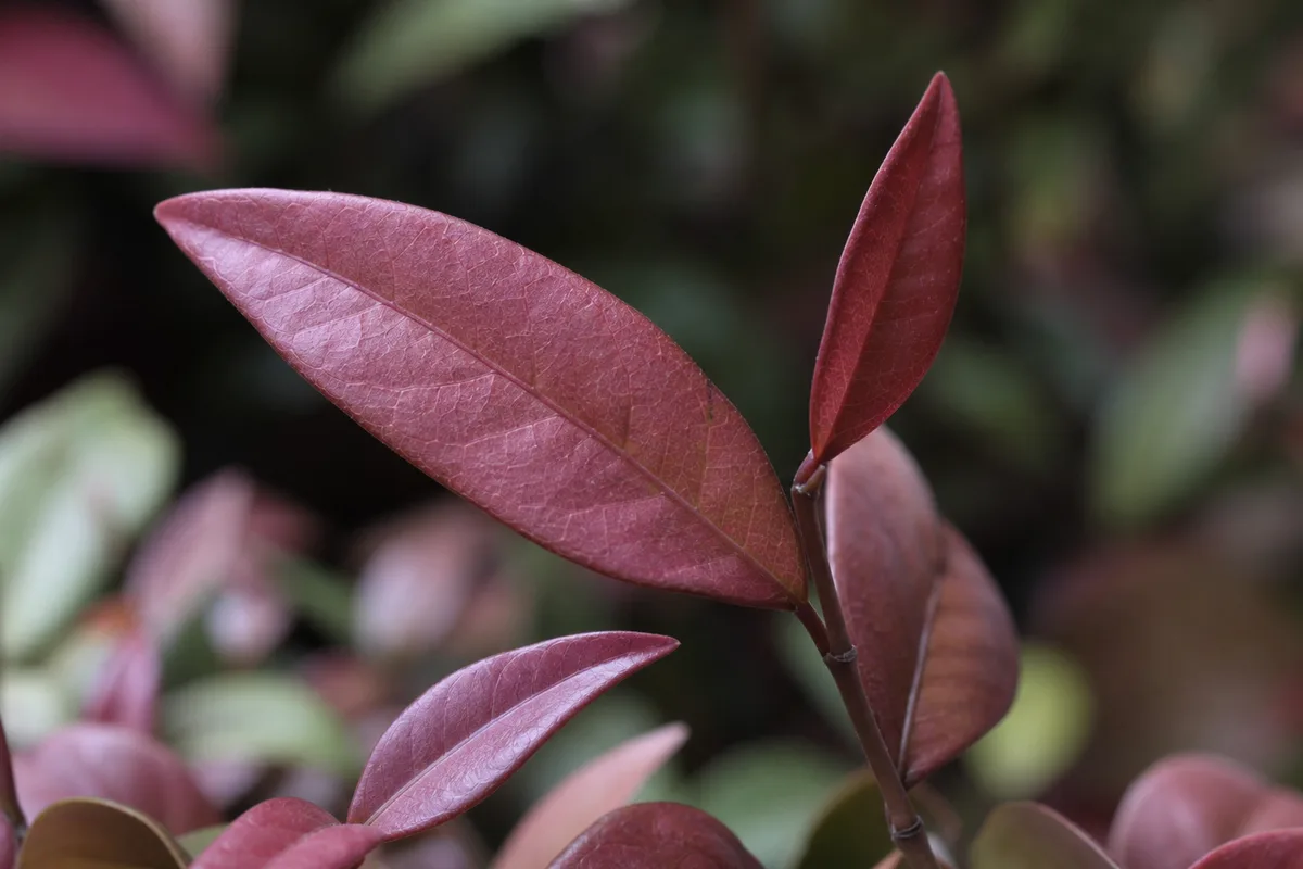 Close-up of Red Leaves on Jasmine - diagnostic detail