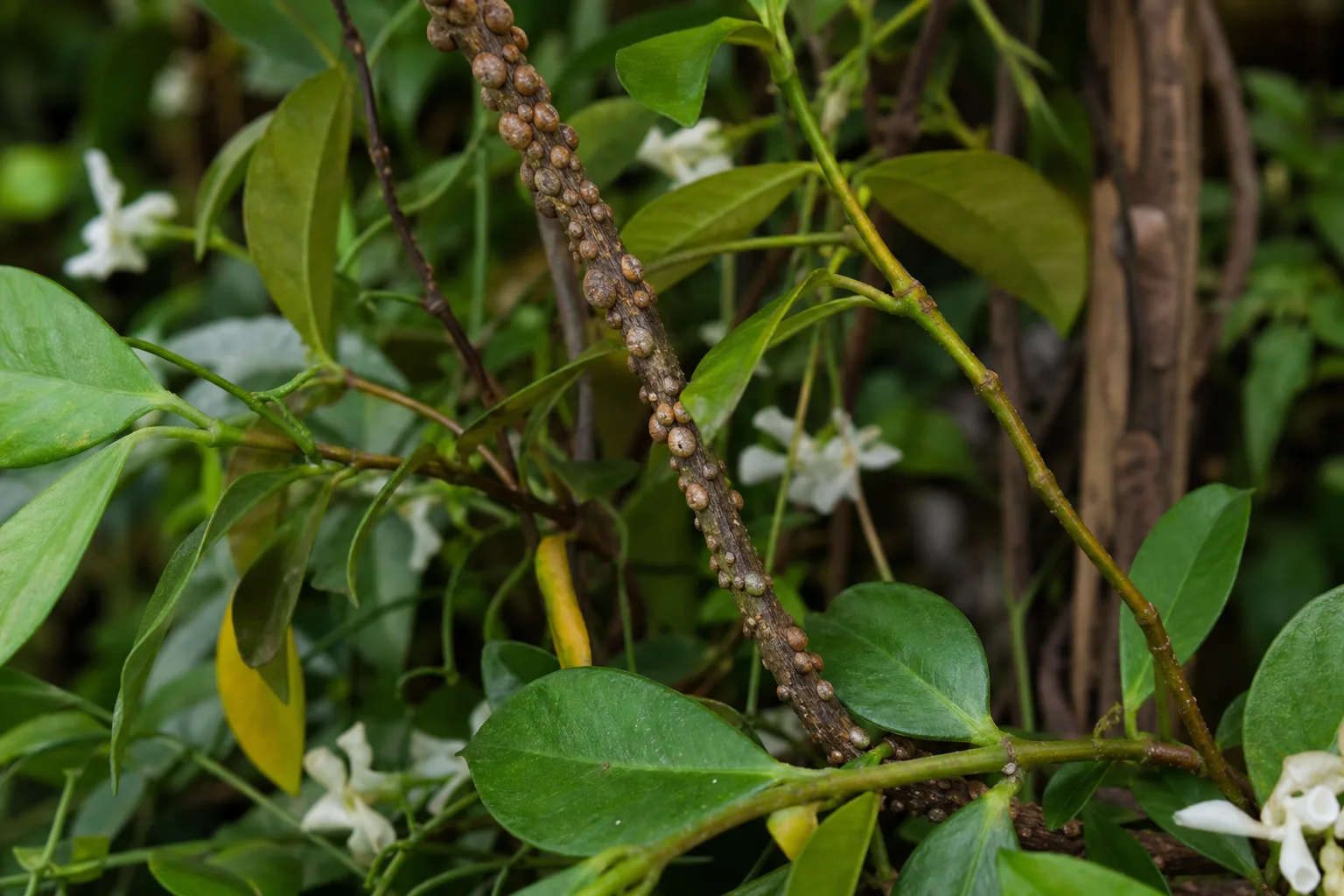 Scale Insects on Jasmine - visible symptom on the plant