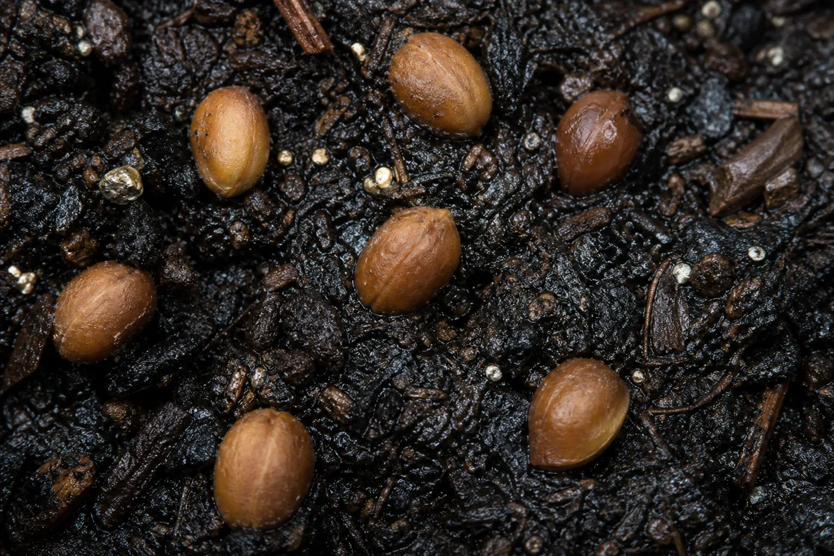 Close-up of Seeds Not Germinating on Jasmine - diagnostic detail