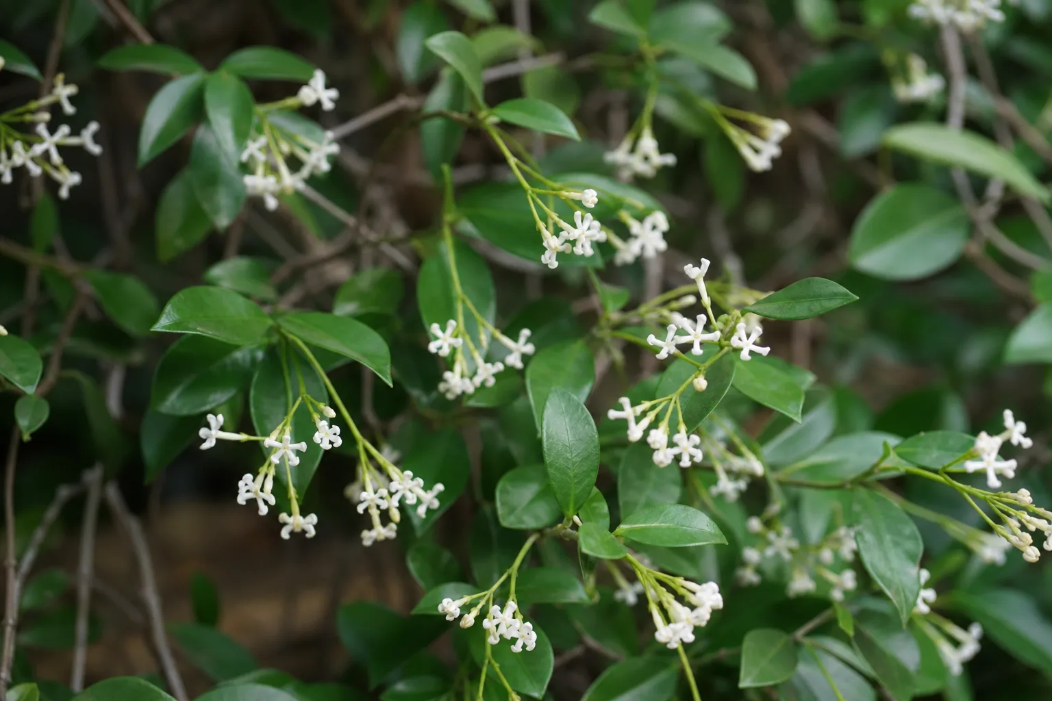 Small Flowers on Jasmine - visible symptom on the plant